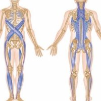 Мышечные поезда Майерса (по спорт. массажу и остео_0.jpg